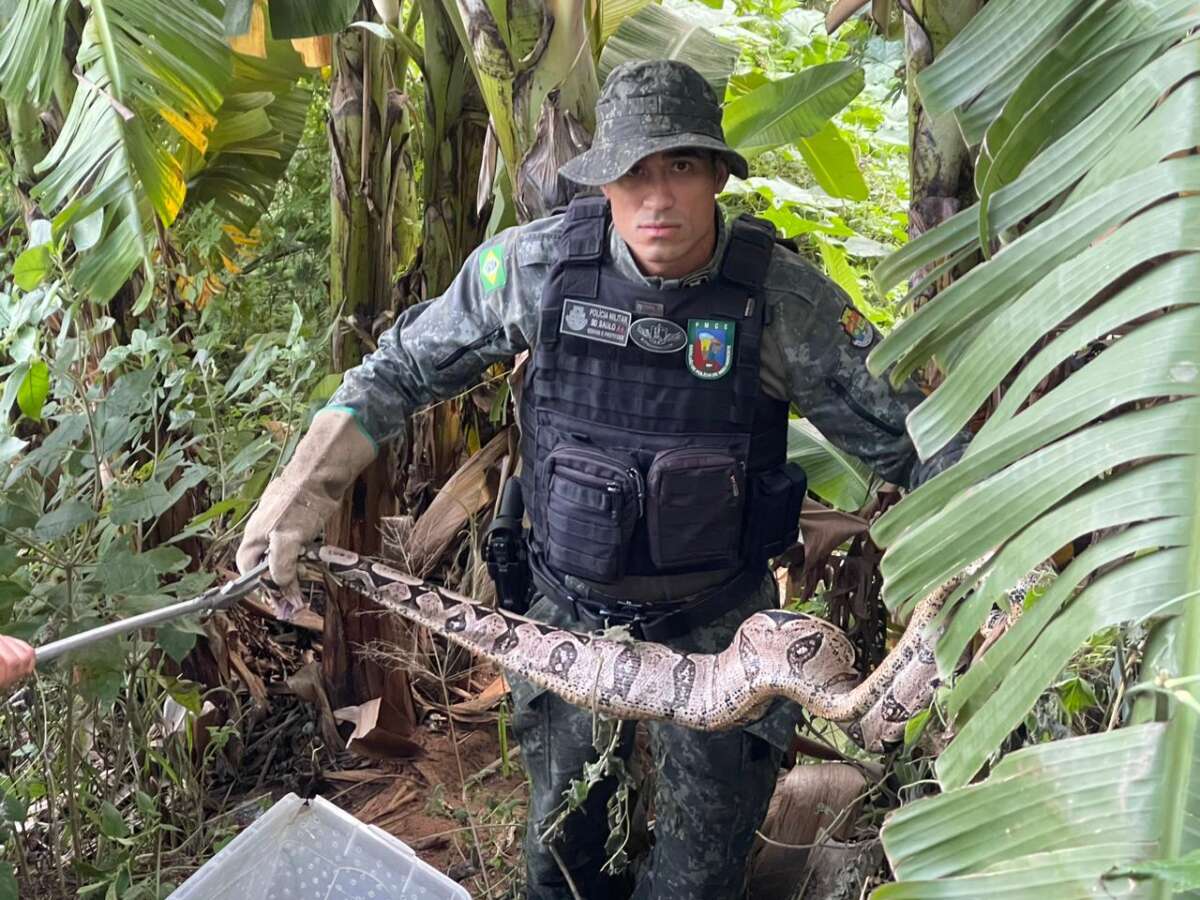 Polícia Militar resgata jiboia em residência no município de Juazeiro